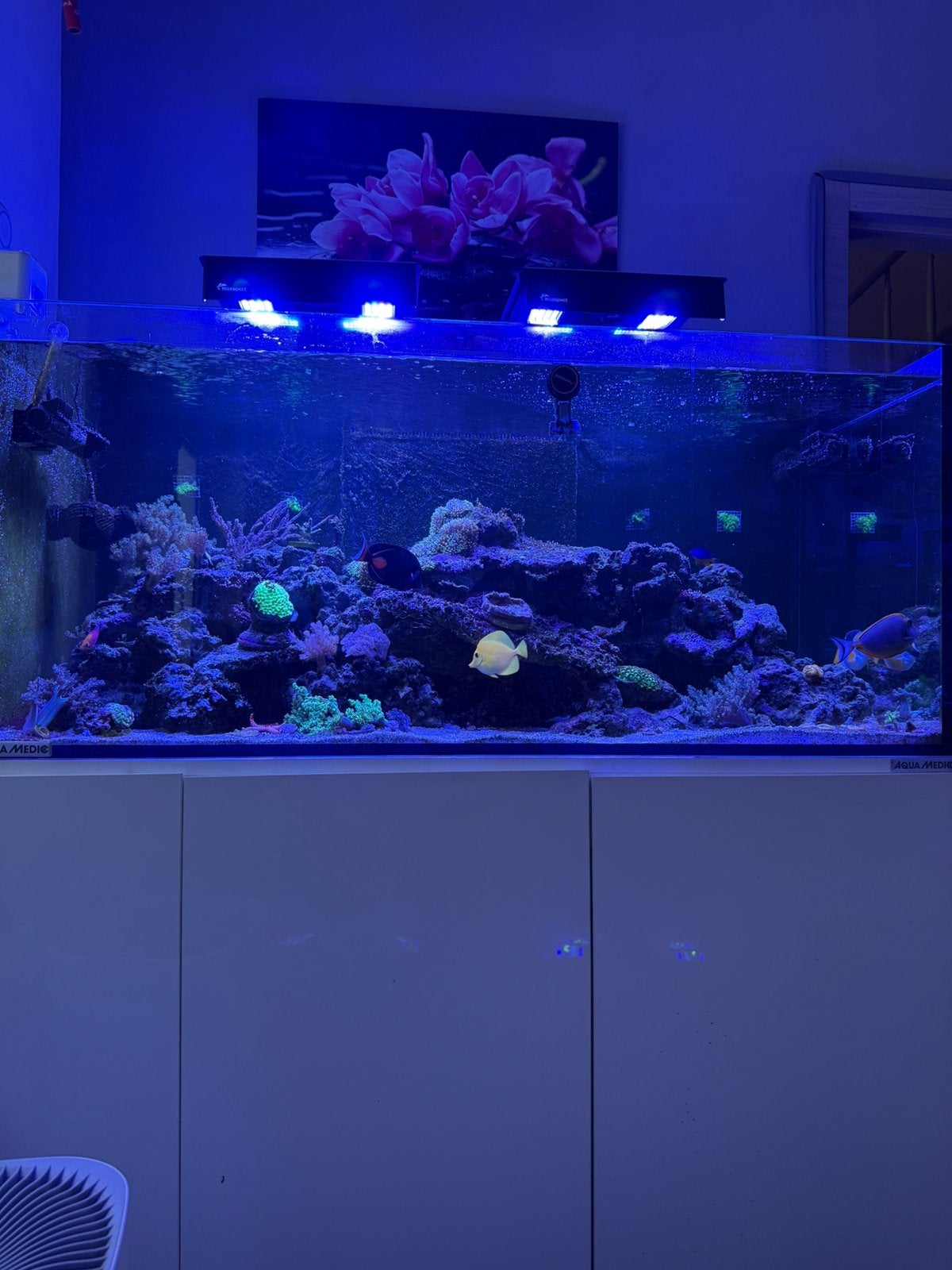 Aquarium recifal complet, Enlèvement