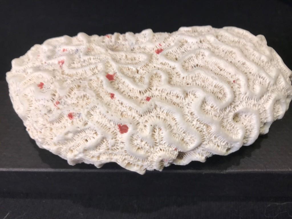Corail cérébral naturel, Collections, Enlèvement ou Envoi, Minéral