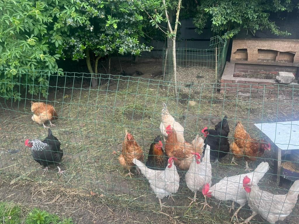 Gezonde bio kippen, Geslacht onbekend, Kip