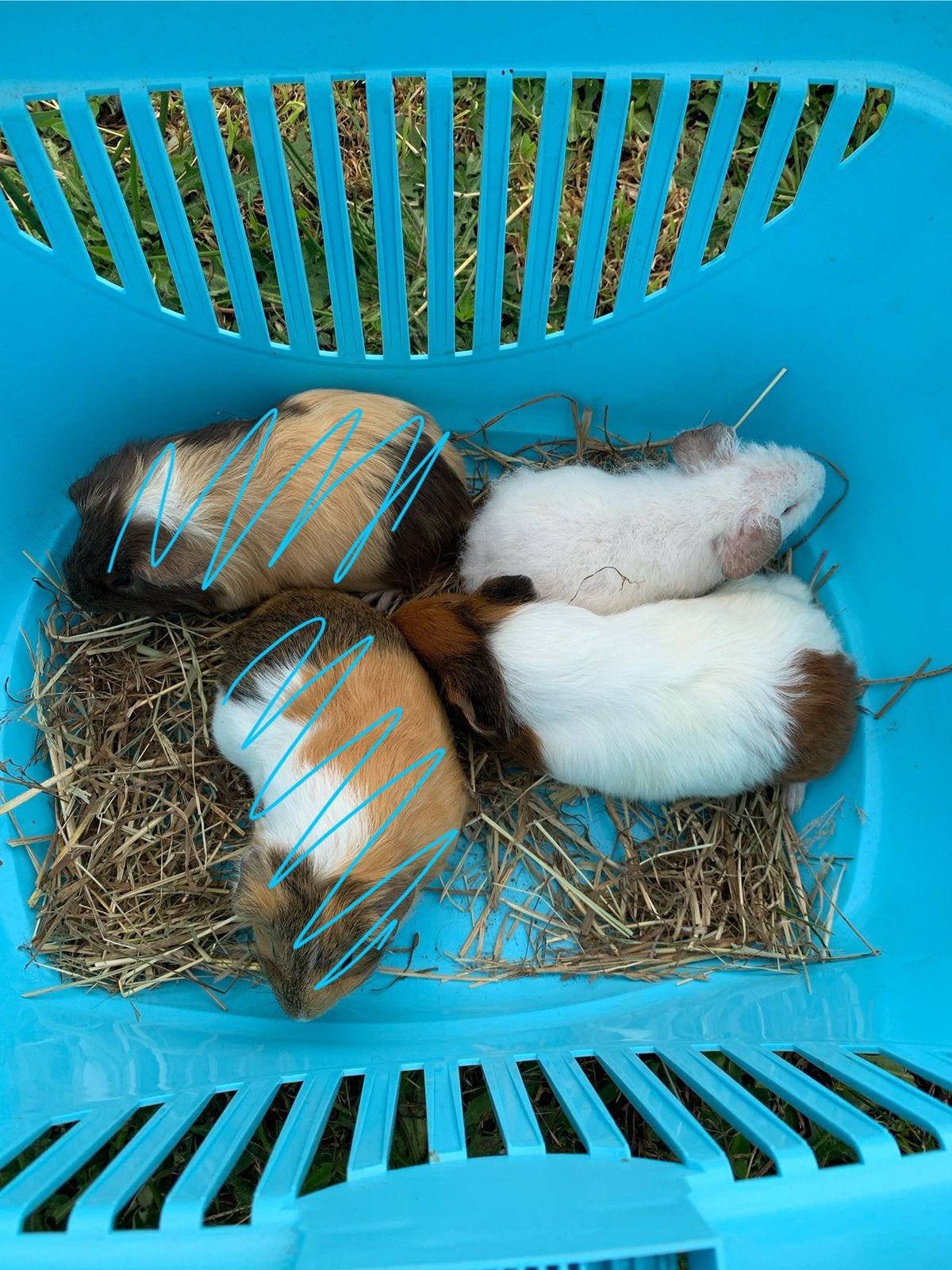 Cavia’s, Maart, Vrouwelijk, Cavia