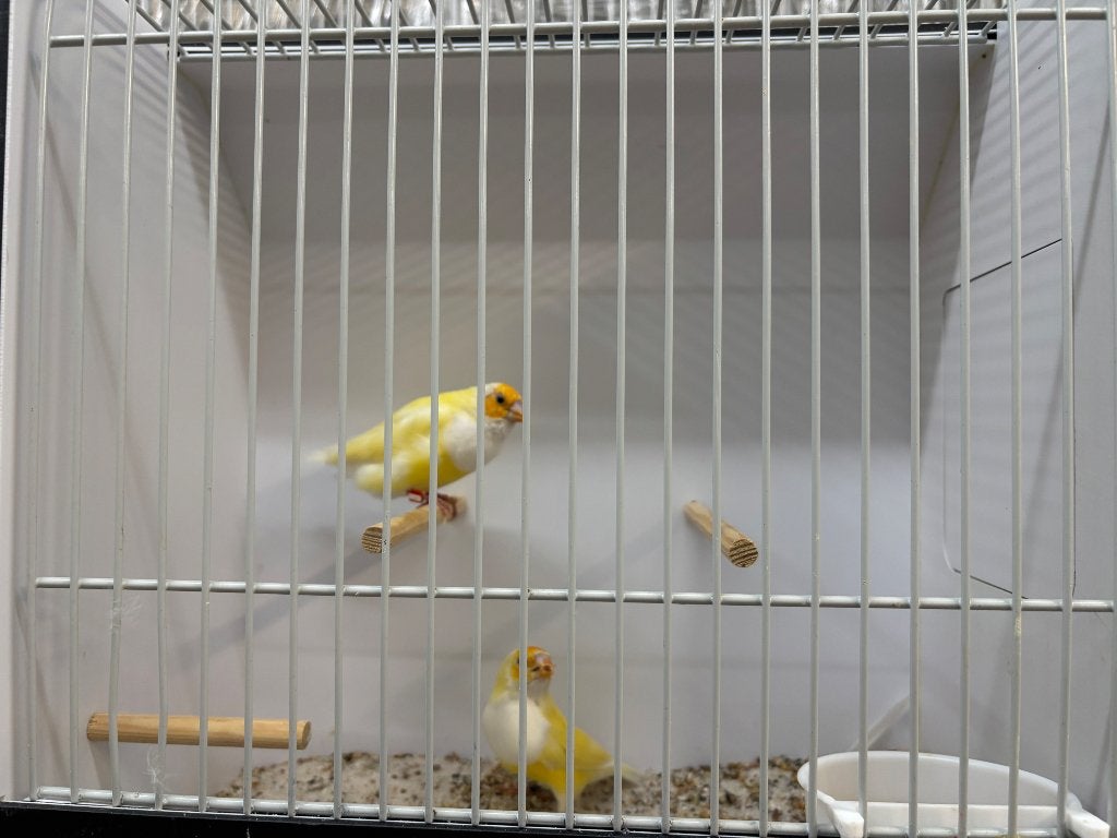 Gouldamadine gele poppen, Dieren en Toebehoren, Vrouwelijk, Tropenvogel, Geringd