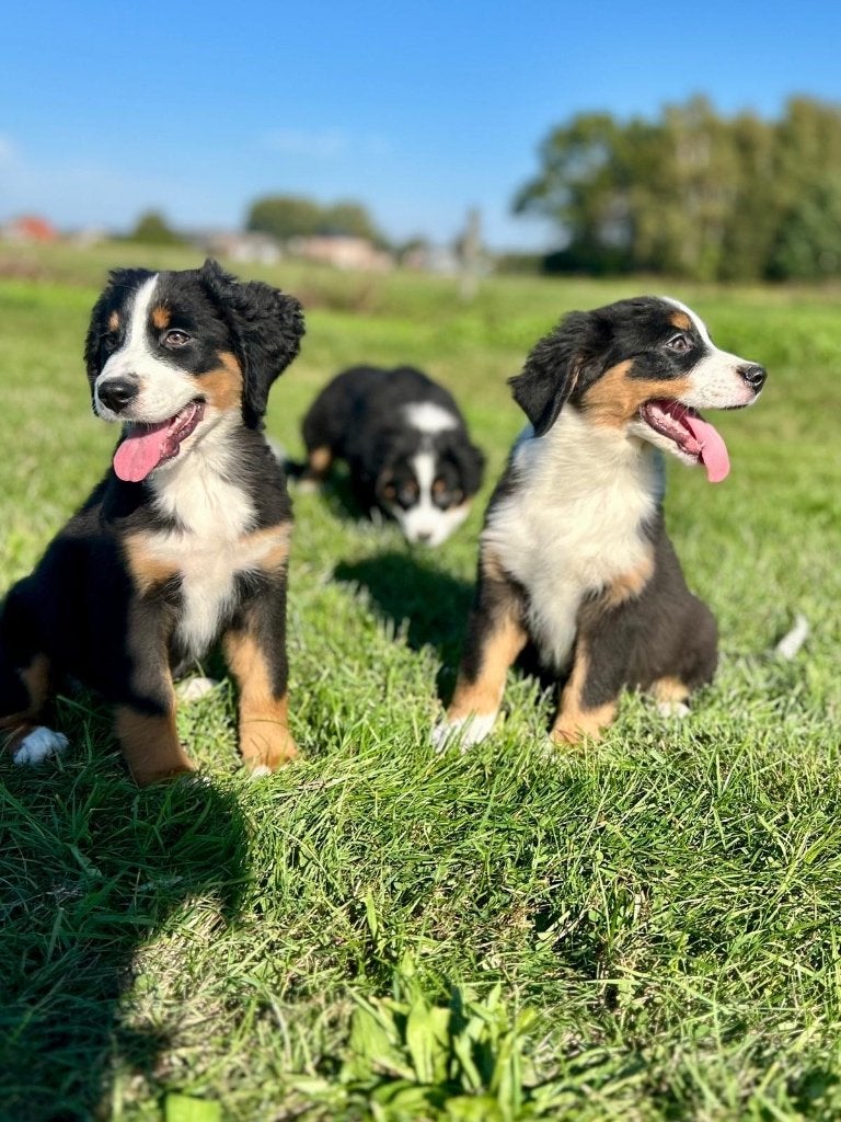 Beaux chiots Bernese Mountain x Aussie, Maladie de Carré (chiens), Swiss mountain, Plusieurs, Belgique