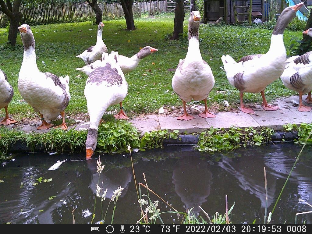 broedeieren van raszuivere Vlaamse ganzen te koop, Gans of Zwaan