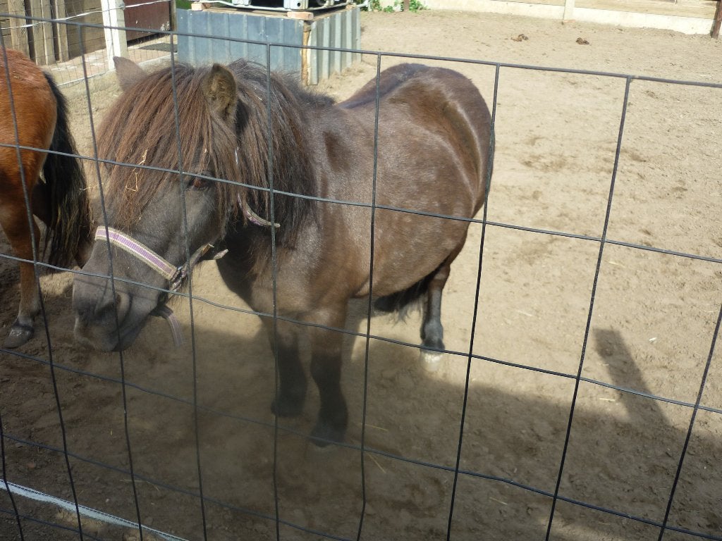 shetlander merrie, Dieren en Toebehoren, Merrie