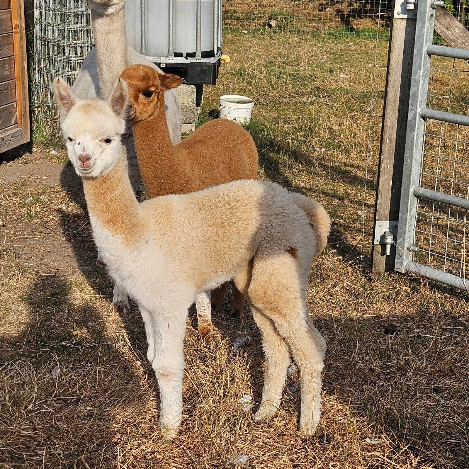 Alpaca merrieveulens te koop, Dieren en Toebehoren, Juni, Vrouwelijk