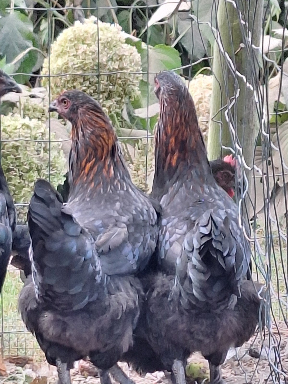 marans koperhals, Dieren en Toebehoren, Pluimvee, Vrouwelijk, Kip