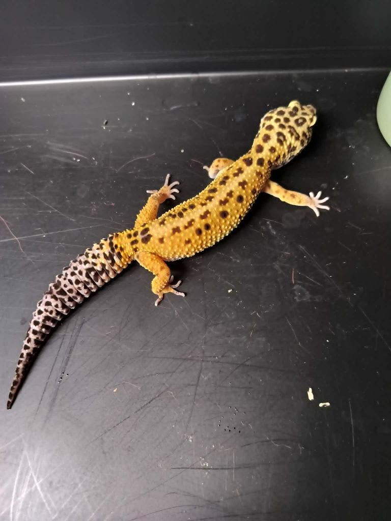 Luipaard gekko vrouw Tagerine...., Dieren en Toebehoren, Hagedis, Tam, 0 tot 2 jaar