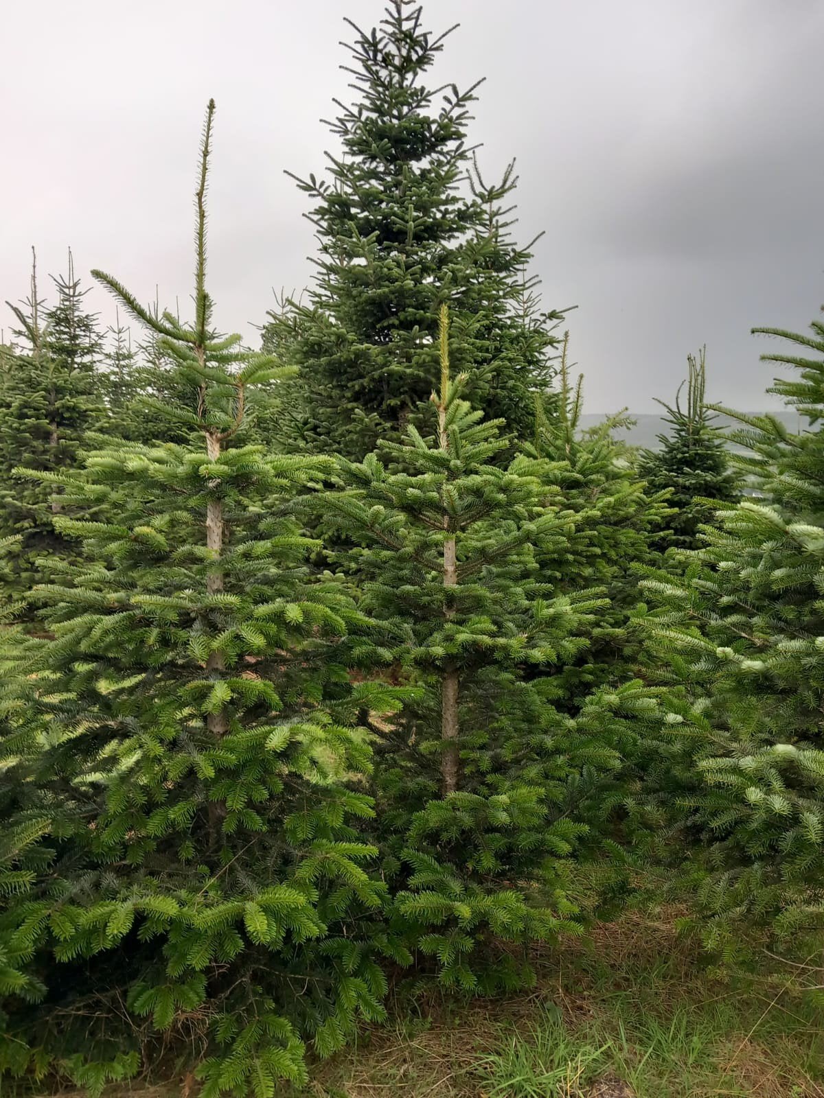 Pins de Noël Nordmann, Jardin & Terrasse, Plantes | Arbres, Enlèvement ou Envoi