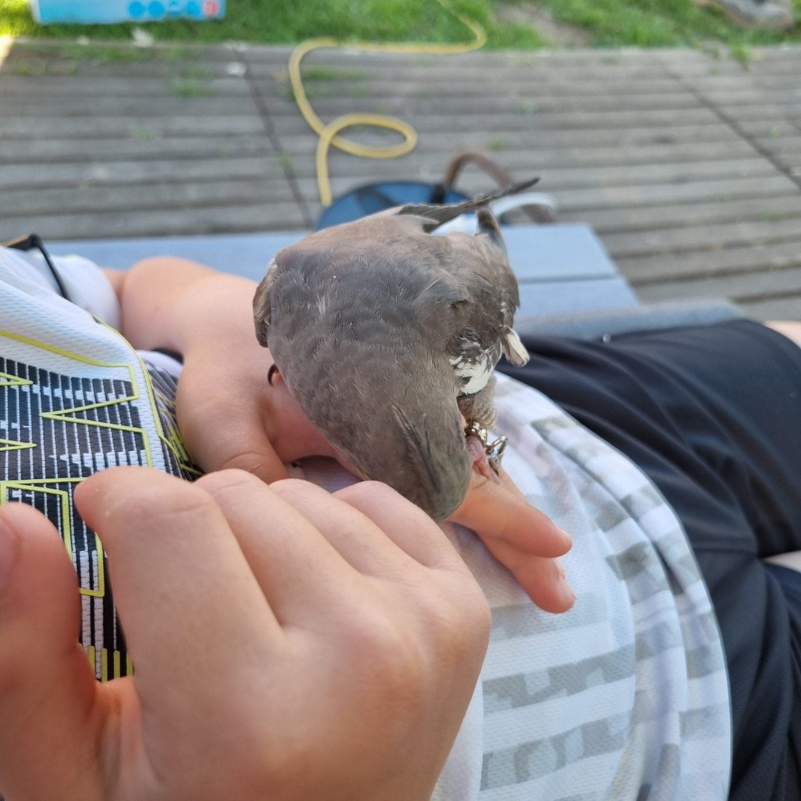 Super lieve handtamme valkparkiet, Contacten en Berichten, Sport en Hobby oproepen