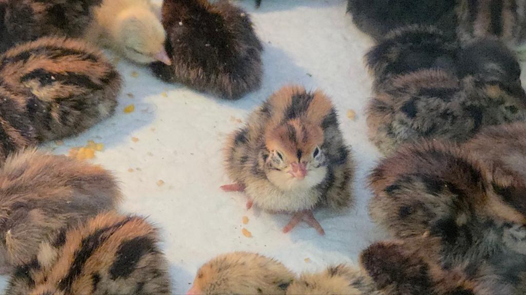 Poussins de caille géants japonais à vendre, Animaux & Accessoires, Sexe inconnu, Autres espèces