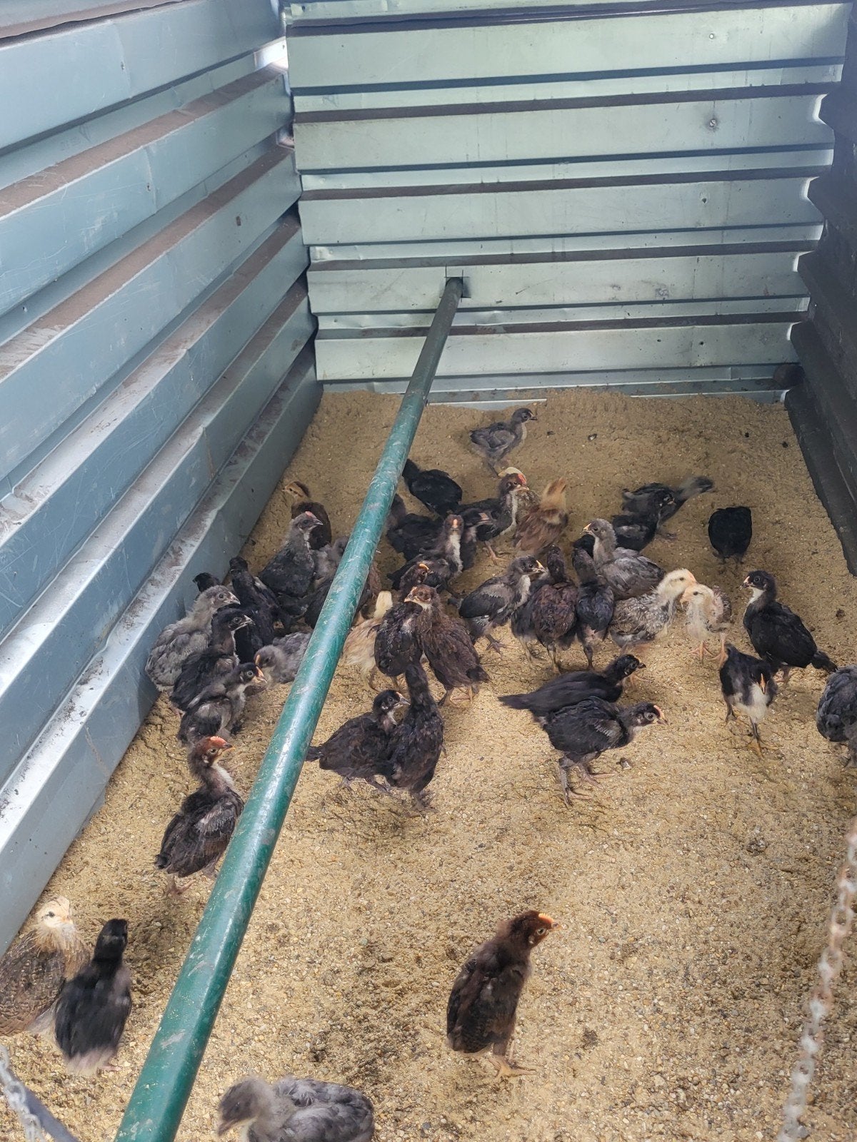 Hanen voor kweek of vetmest, araucana, marans, olijflegger, Dieren en Toebehoren