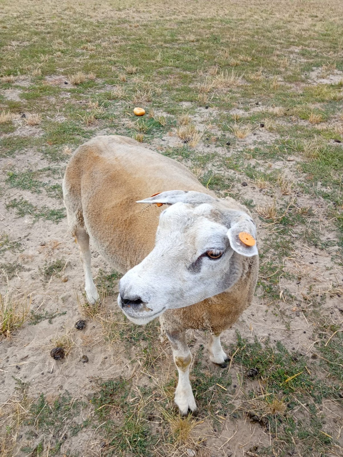 TEXEL OOI TE KOOP, Dieren en Toebehoren, Vrouwelijk, Schaap, 3 tot 5 jaar