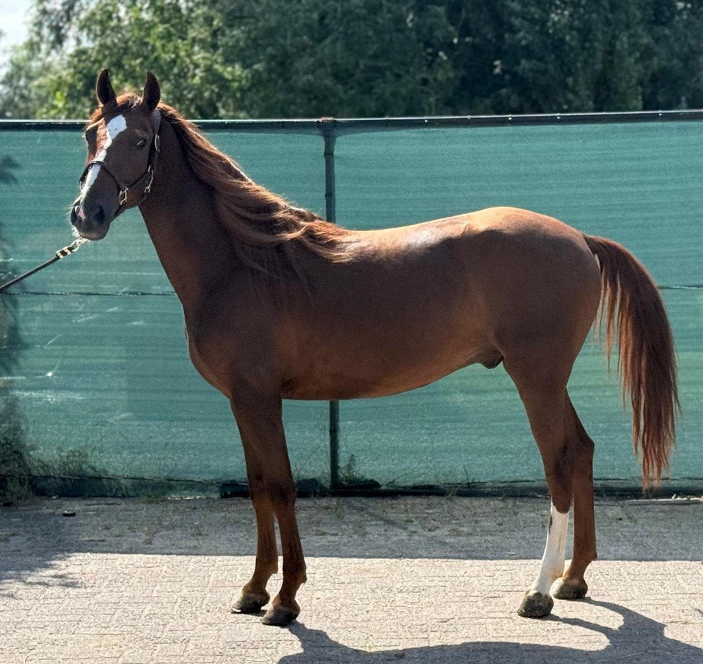 Talentvolle E-pony Kiwi, Dieren en Toebehoren, Pony's, Ruin, Zadelmak, 3 tot 6 jaar, Recreatiepony