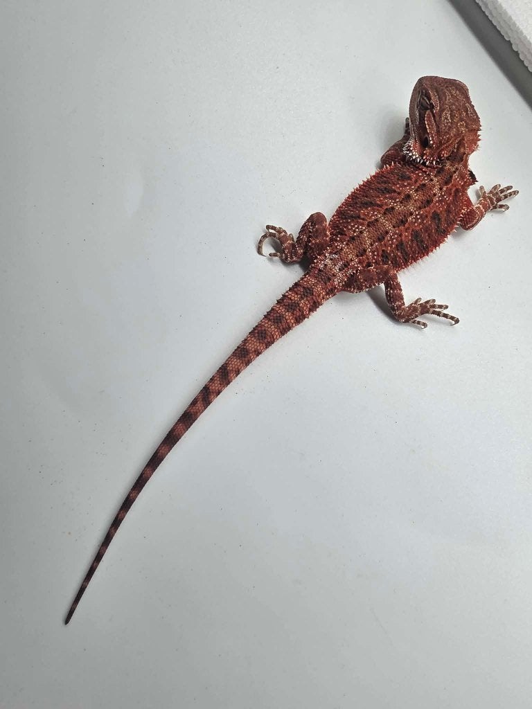 Baardagaam  red monster dark  het hypo ( vrouw), Hagedis, Tam, 0 tot 2 jaar