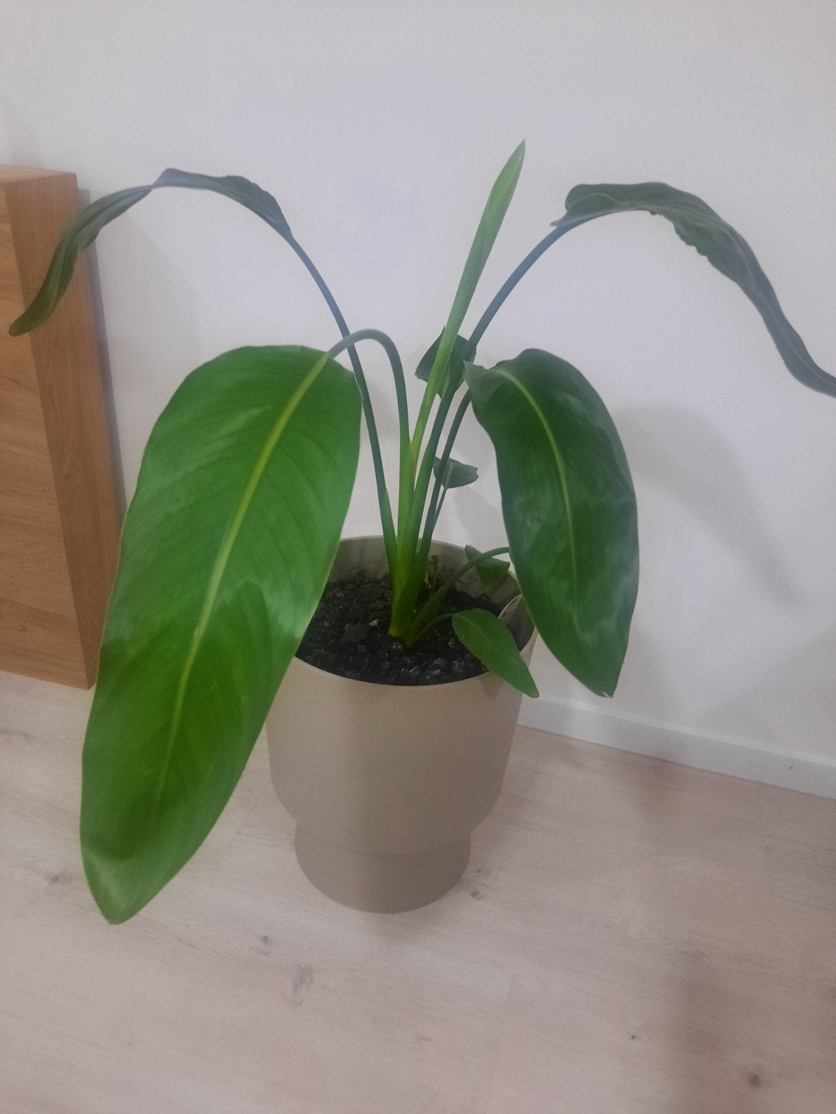 Strelitzia kamerplant, Enlèvement, En pot