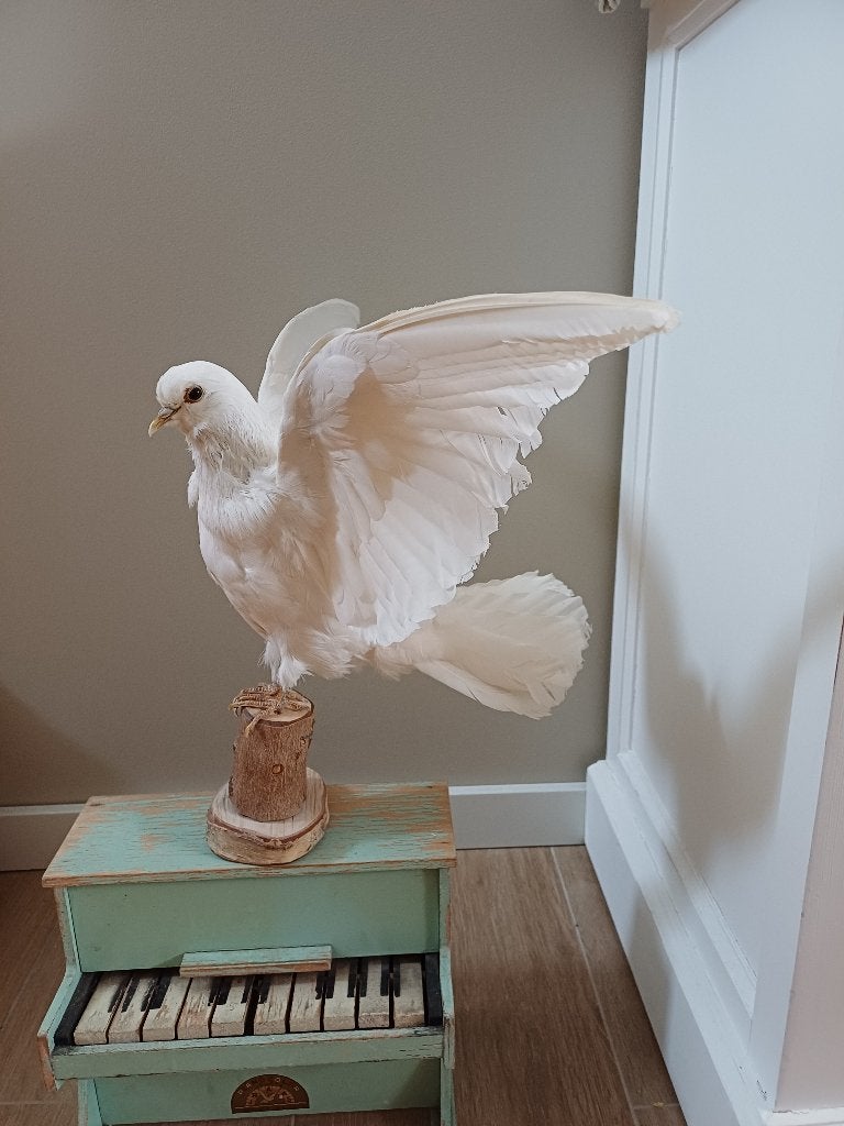 Prachtige zeer mooie witte opgezette duif taxidermie, Ophalen of Verzenden, Nieuw, Vogel, Opgezet dier