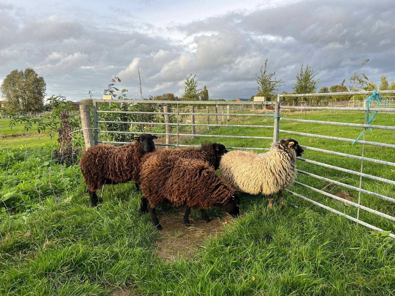 4 ouessant ooien 2026, Dieren en Toebehoren, Vrouwelijk, Schaap, 0 tot 2 jaar