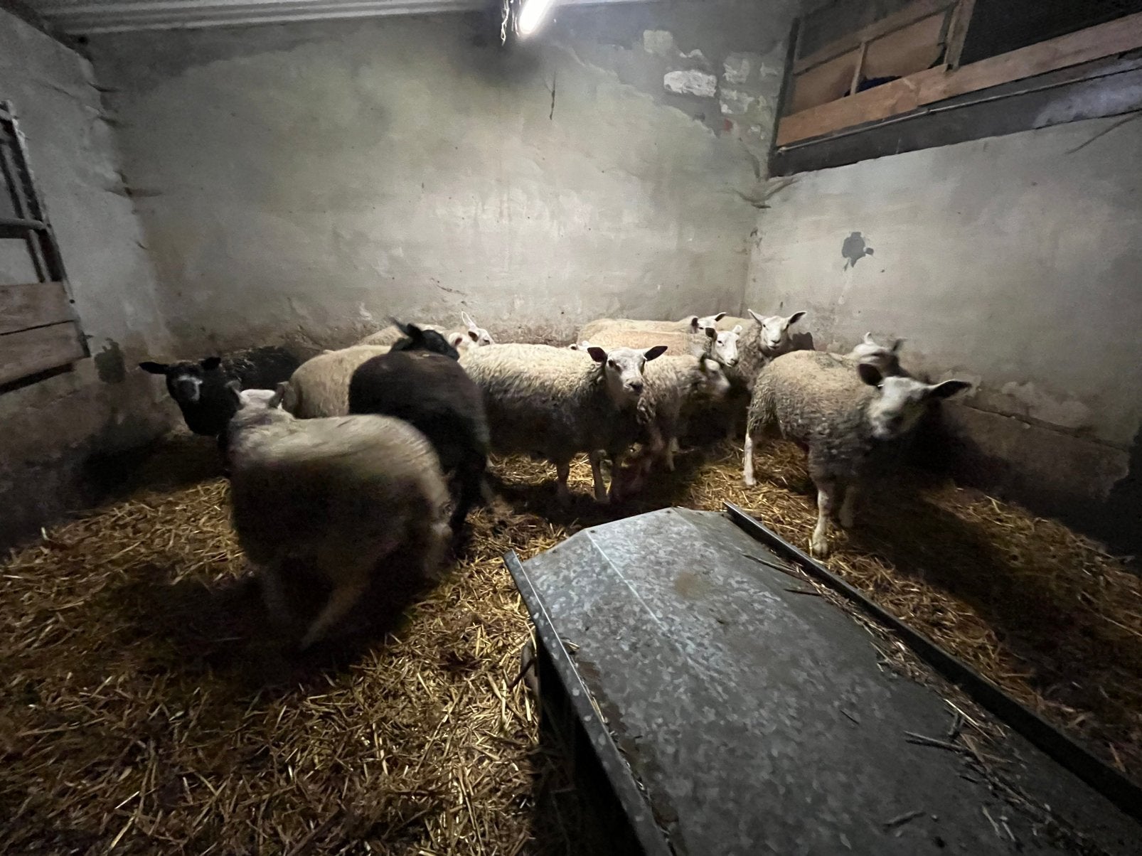 Lammeren, Dieren en Toebehoren, Mannelijk, Schaap, 0 tot 2 jaar