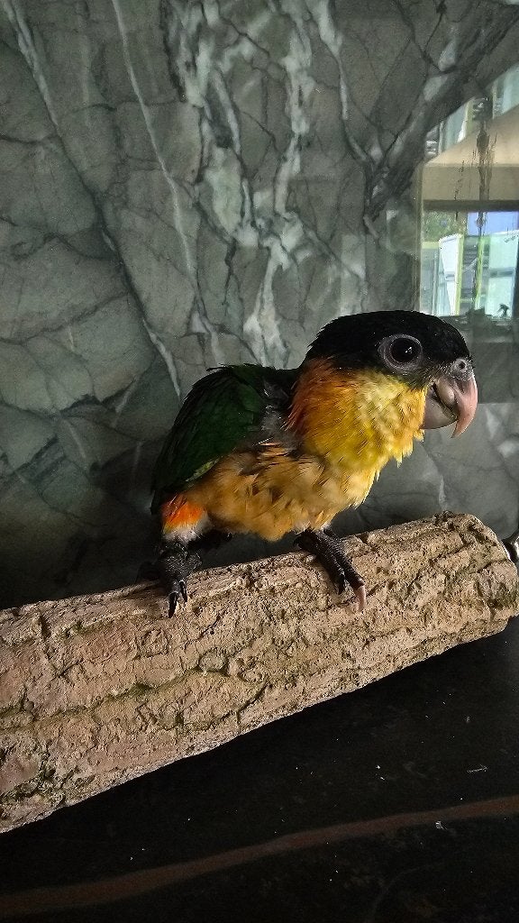Zwartkop caiques, Dieren en Toebehoren, Meerdere dieren, Papegaai, Tam