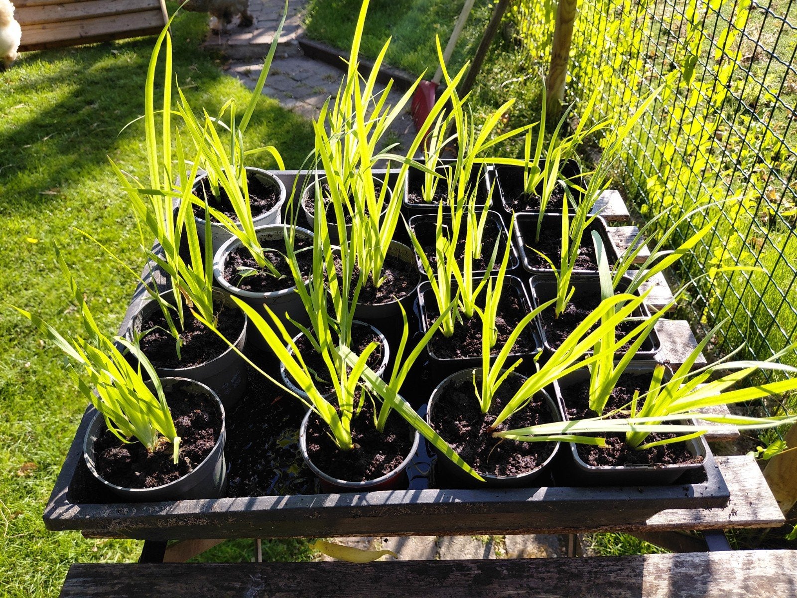 Gele iris, Tuin en Terras, Ophalen, Nieuw