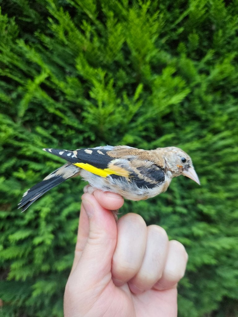 Chardonneret, Dieren en Toebehoren, Mannelijk, Geringd