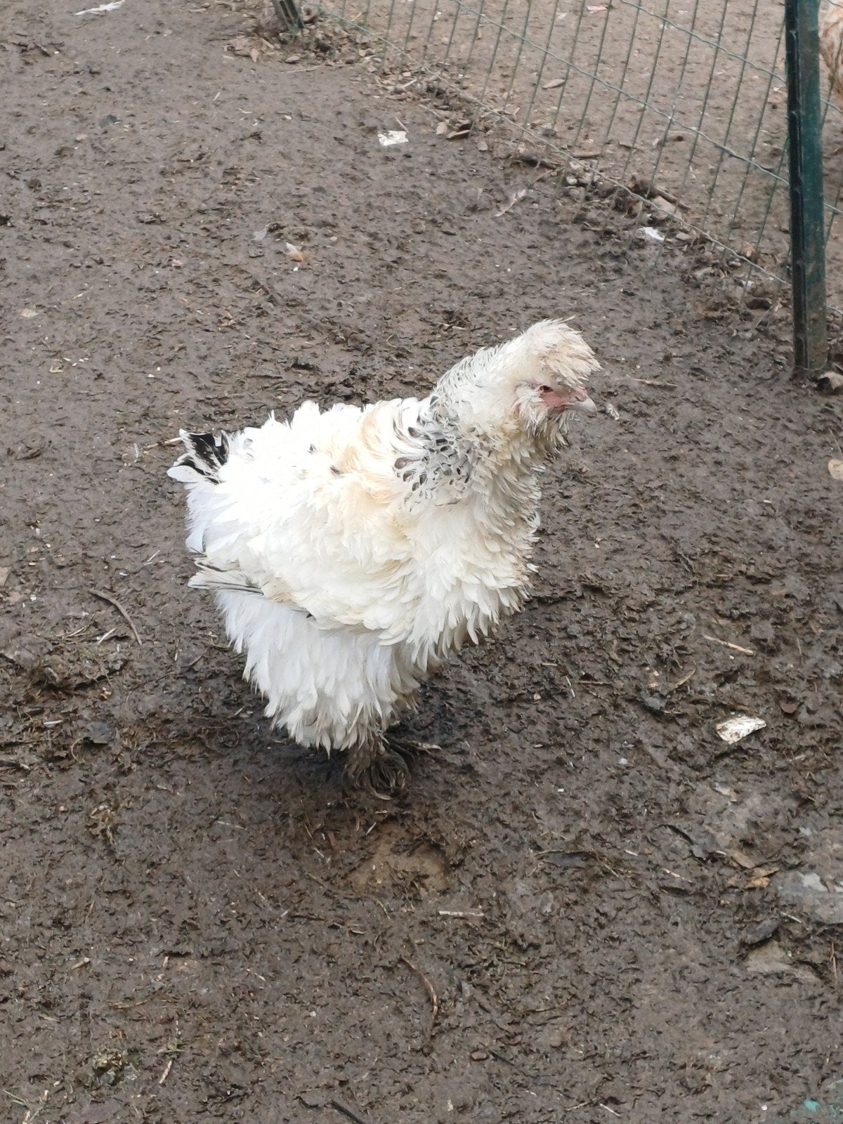 brahma x zijdehoen krulveer, Dieren en Toebehoren