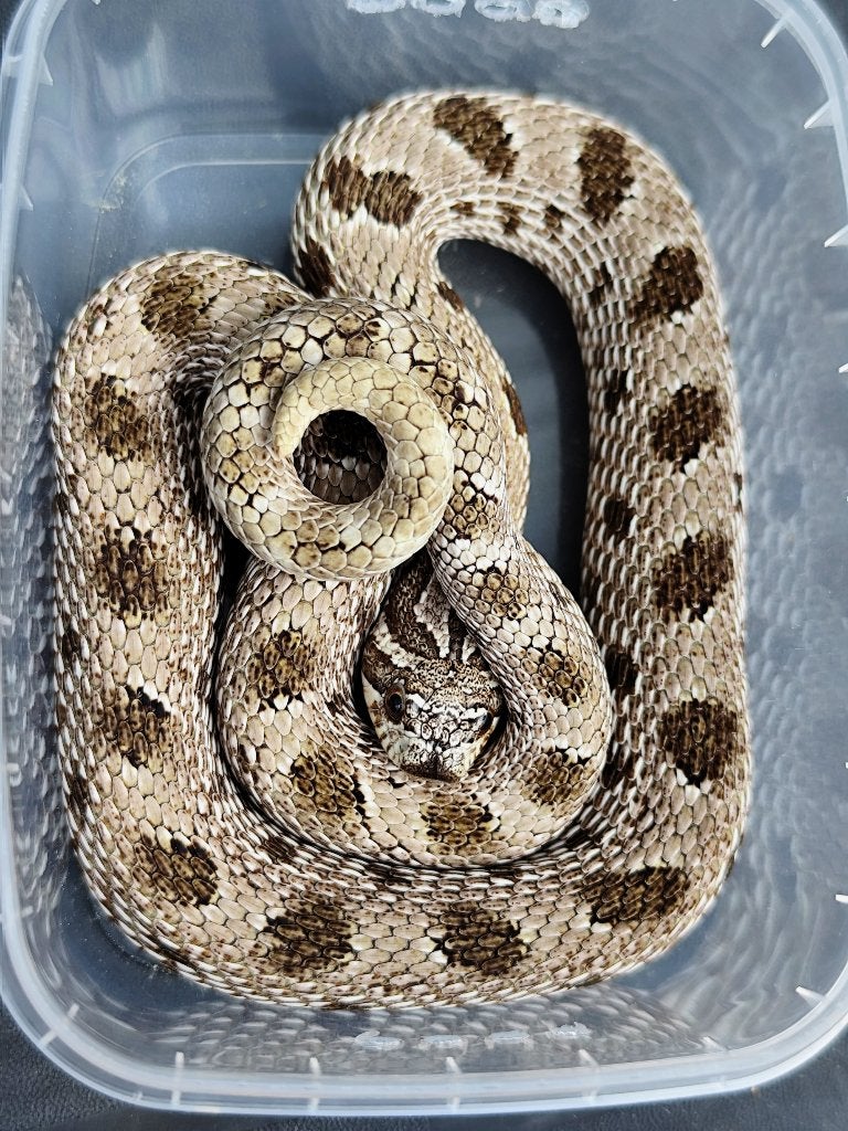 1.0 Heterodon nasicus het Mai tai, Dieren en Toebehoren, Reptielen en Amfibieën, Slang, Tam, 3 tot 6 jaar