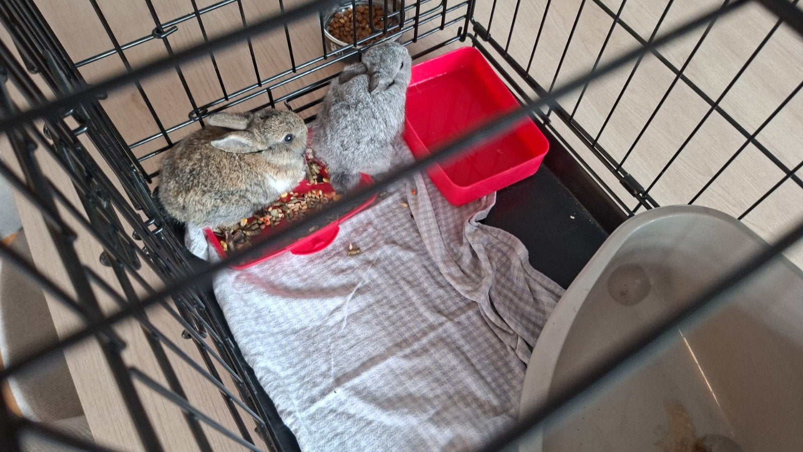 jong konijntje, Dieren en Toebehoren, Konijnen
