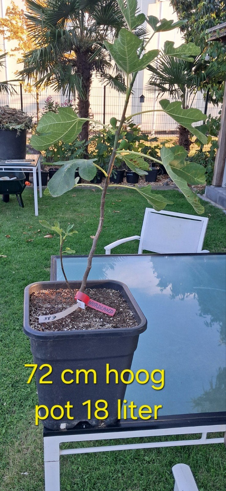 Nordland vijgenboom, Tuin en Terras, Planten | Bomen, Ophalen