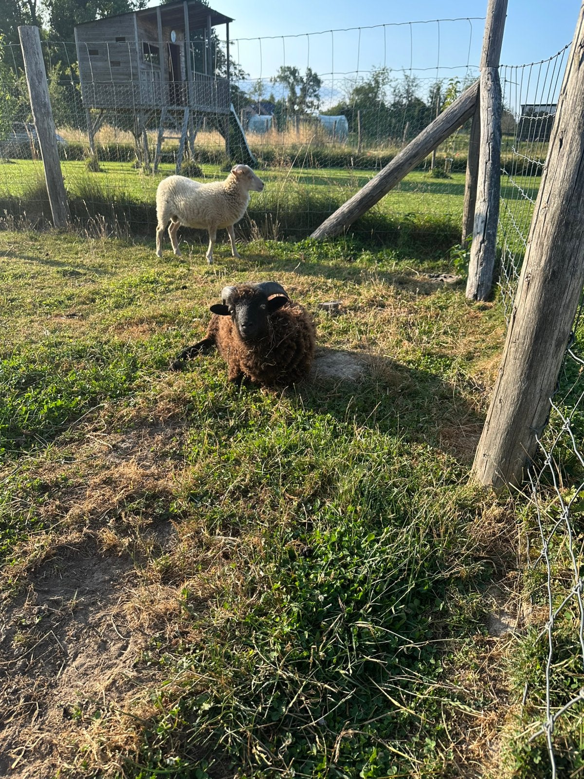 Ouessant schaap, Mâle, Mouton, 0 à 2 ans