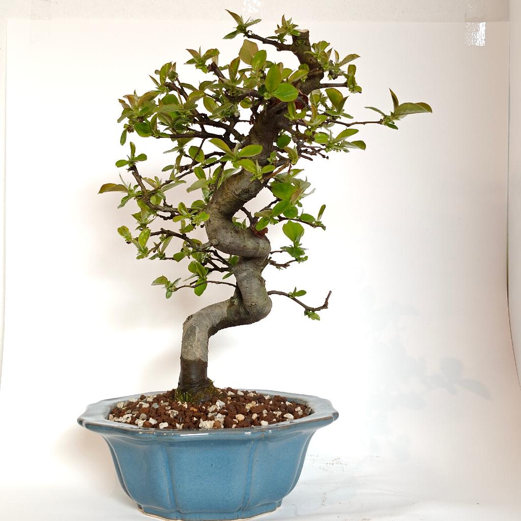 Chinese kweepeer bonsai - psuedocydonia chinensis, Enlèvement ou Envoi, En pot, Autres espèces, Ombre partielle