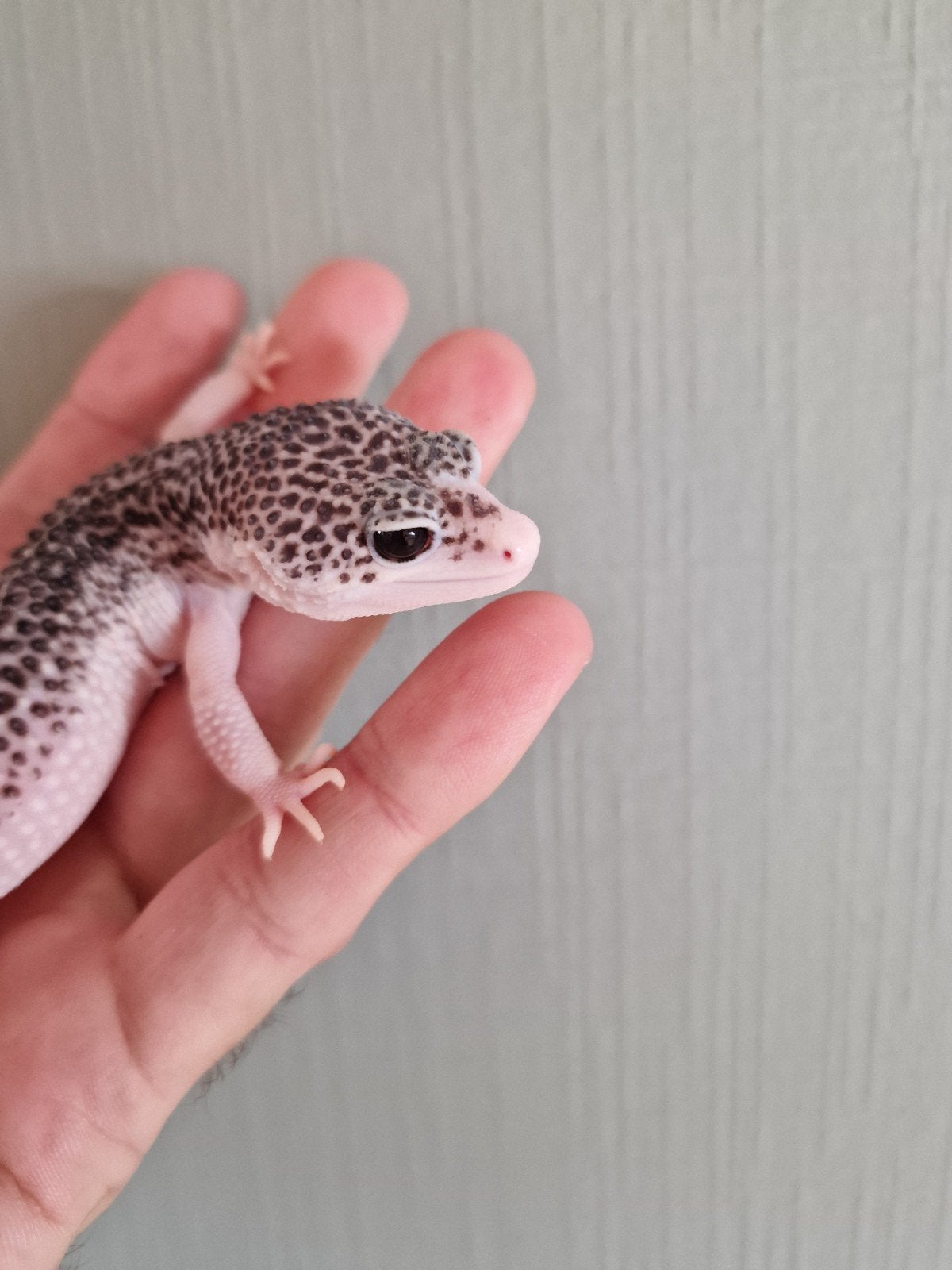 TOTALE ECLIPSE PROVEN FEMALE, Dieren en Toebehoren, Overige soorten, Tam, 0 tot 2 jaar