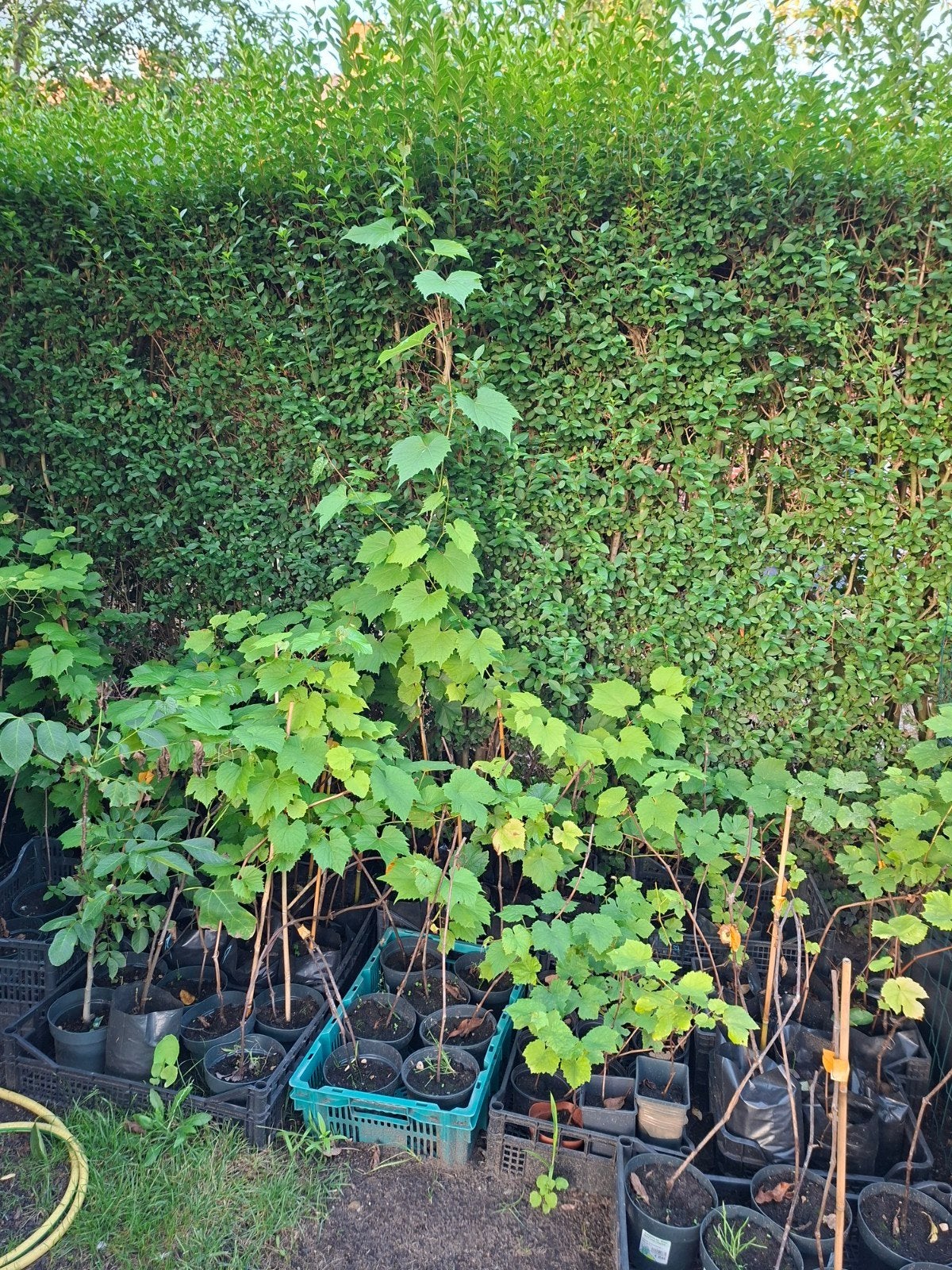 blad druivelaar , Asma, Enlèvement