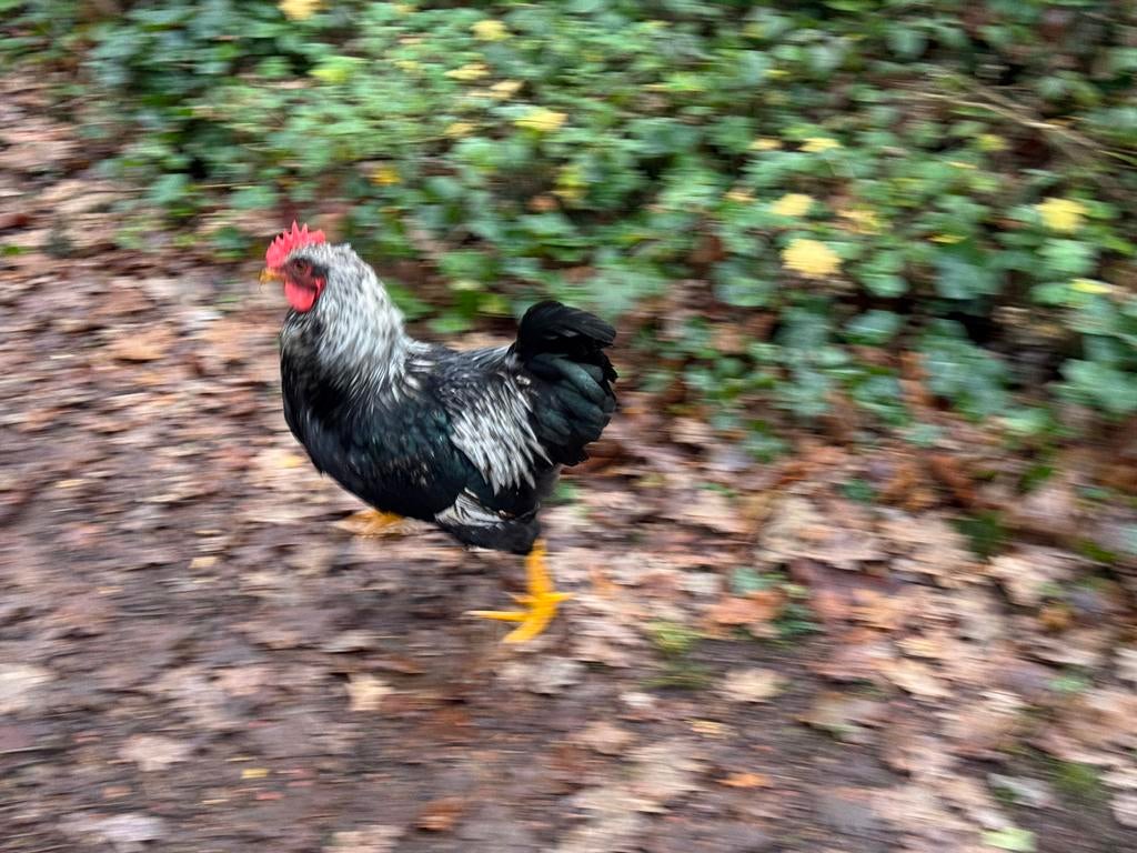 barnevelder haan, Dieren en Toebehoren
