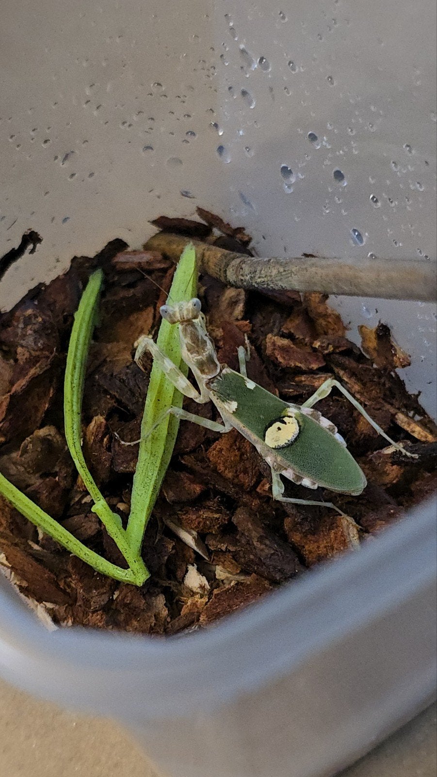 Aziatische bloembidsprinkhanen (Creobroter gemmatus), Animaux & Accessoires