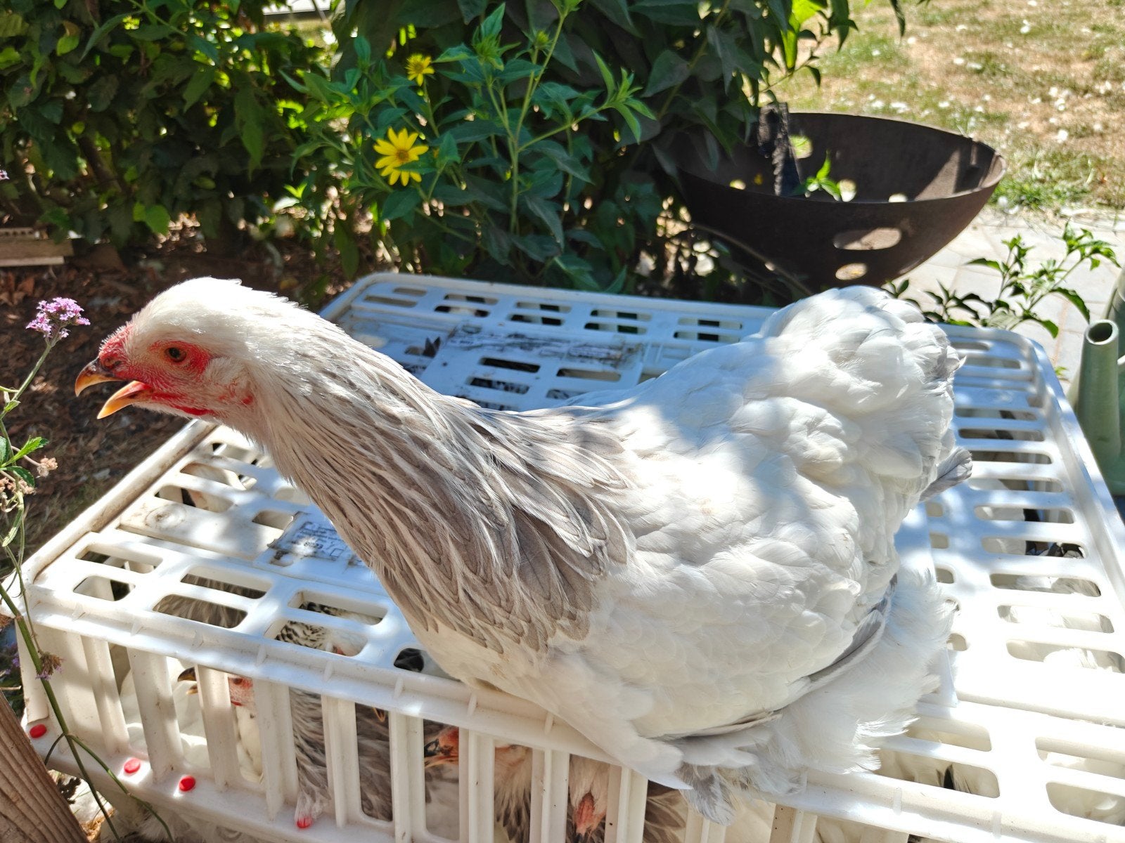 Brahma groothoenders, Dieren en Toebehoren, Pluimvee, Vrouwelijk, Kip