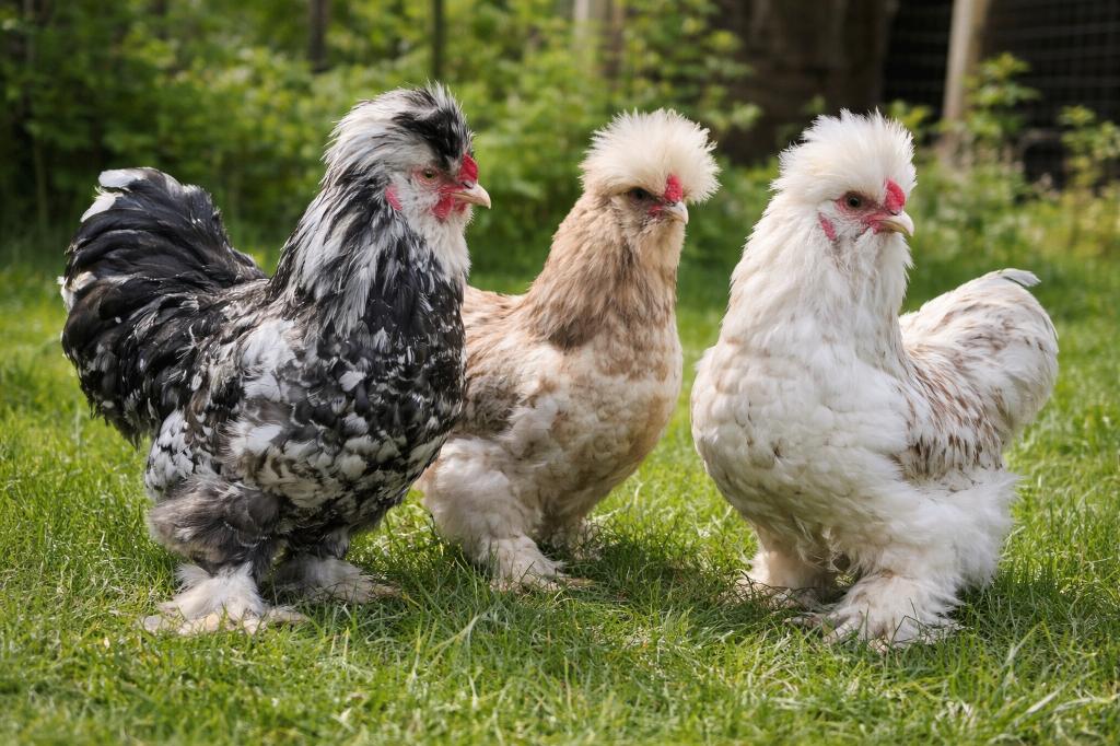 USA zijdehoen haantjes, Mâle, Poule ou poulet