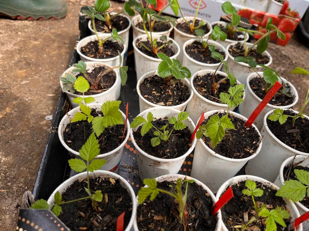 Set van 8 rode frambozenplanten + 12 aardbeienplanten–€10, Tuin en Terras, Planten | Tuinplanten, Fruitplanten, Ophalen of Verzenden