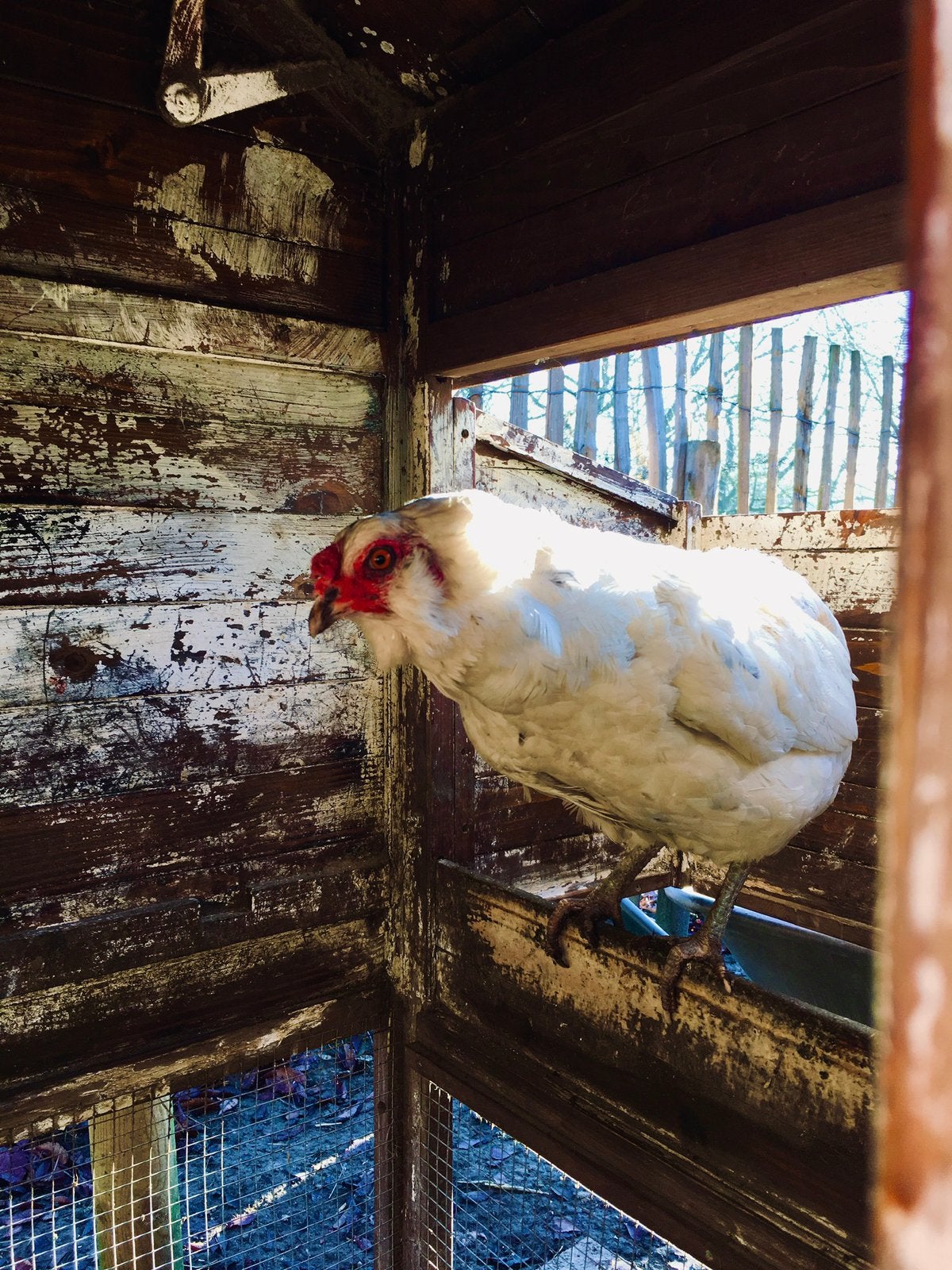Oeufs fécondés d’Araucana croisé Brahma Isabelle à vendre, Animaux & Accessoires, Volatiles, Plusieurs animaux, Poule ou poulet