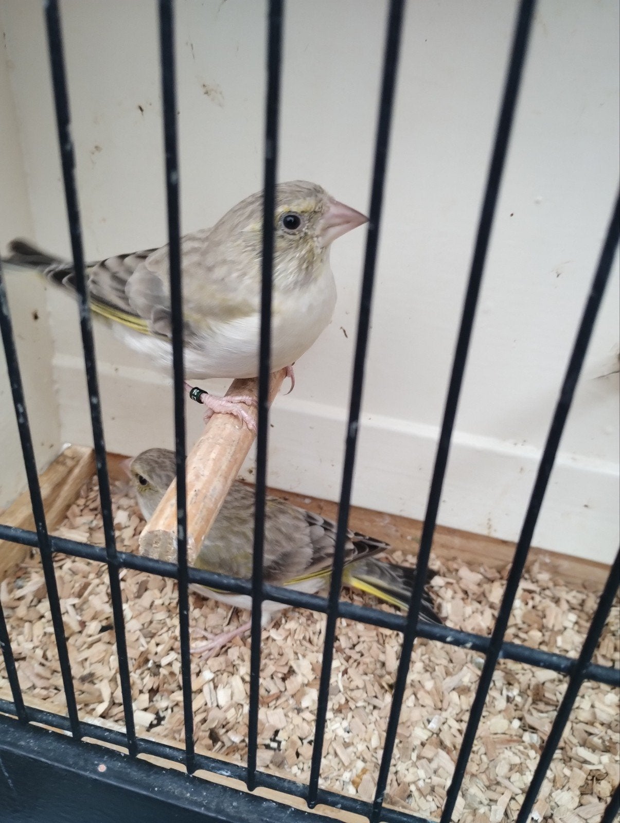 2 Agaat groenvink poppen van 2026, Vrouwelijk, Wildzangvogel, Geringd