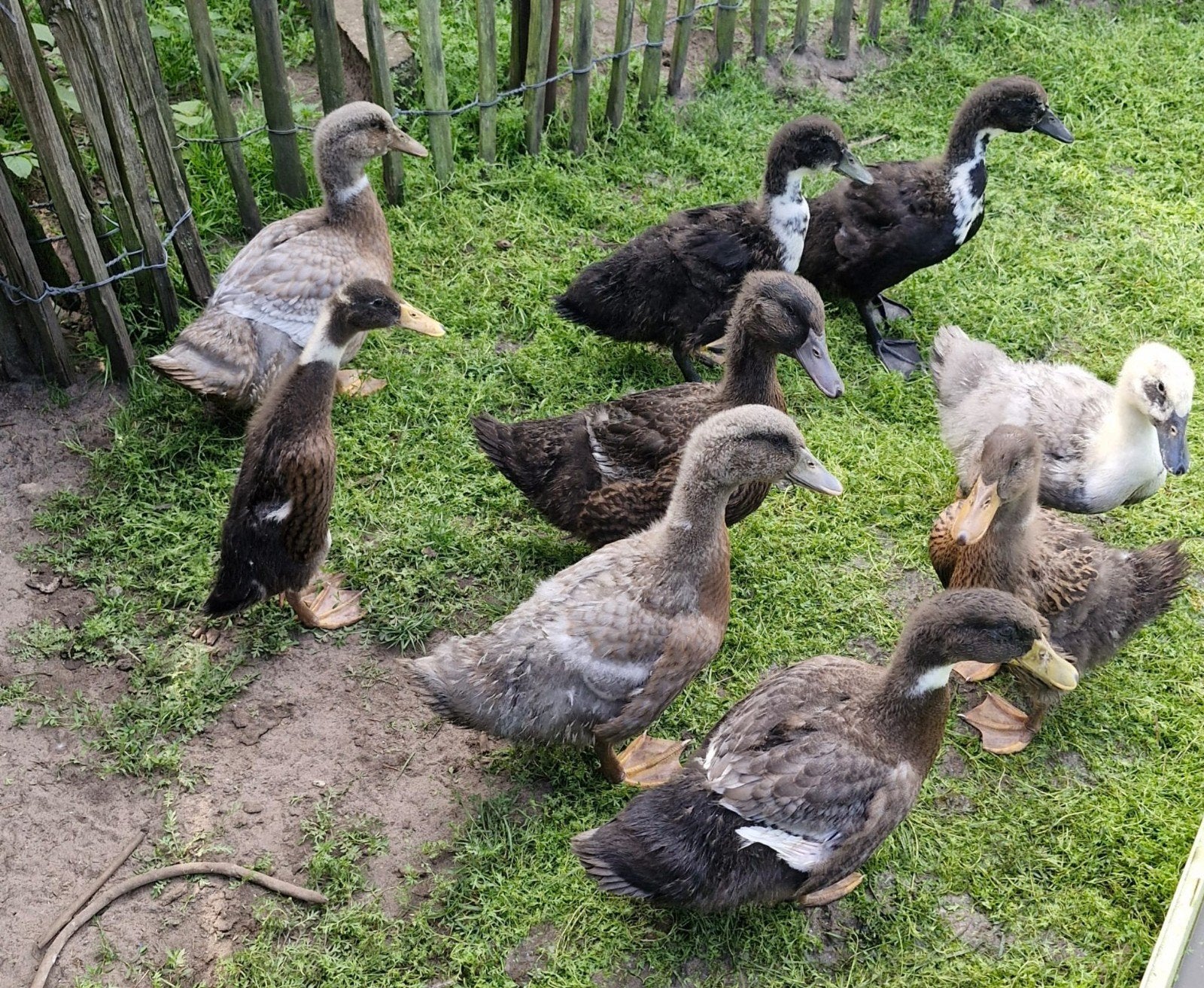 Canards de Rouen. Race spéciale, pond de nombreux œufs., Animaux & Accessoires