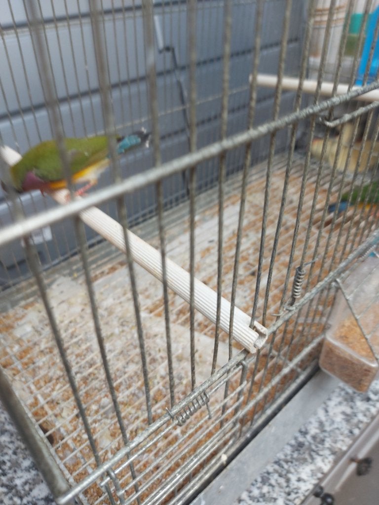 2 kppls goldamandine, Dieren en Toebehoren, Vogels | Overige Vogels, Meerdere dieren, Tropenvogel