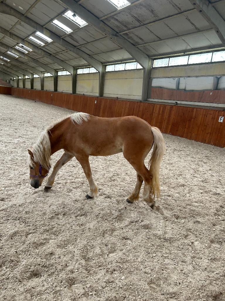 Haflinger, Vermifugé, Hongre, Moins de 160 cm, Cheval d'attelage