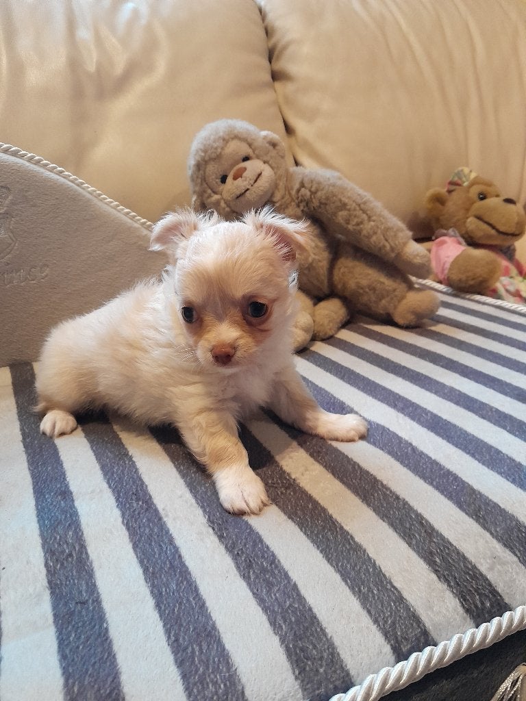 chihuahua, 8 à 15 semaines, Plusieurs, Éleveur | Loisir, Chihuahua