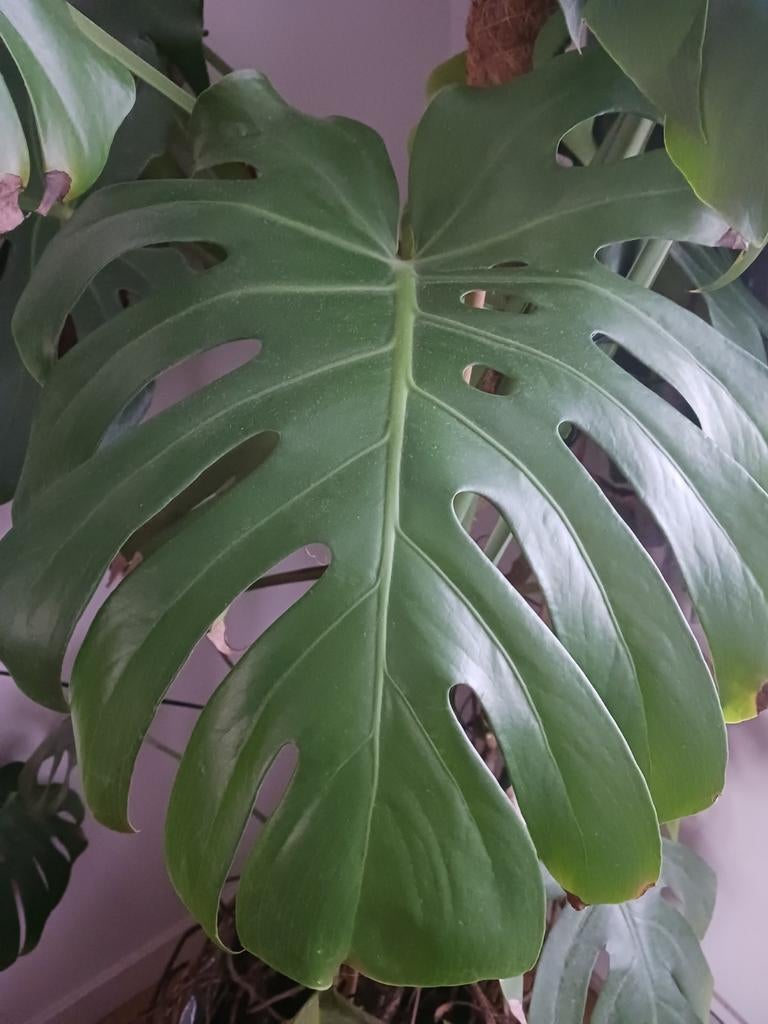 Monstera, Ophalen