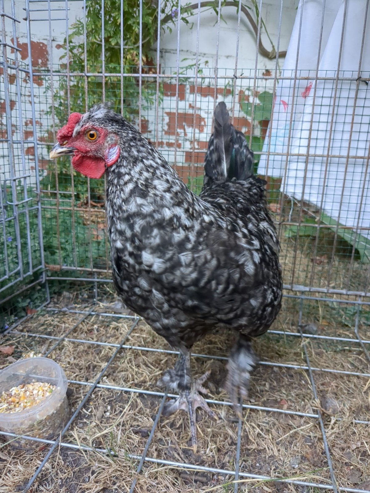 Gratie haan, Mâle, Poule ou poulet