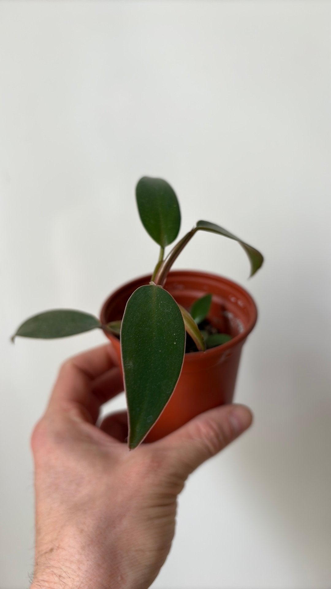 Philodendron erubescens, Ophalen, Overige soorten, Halfschaduw, In pot