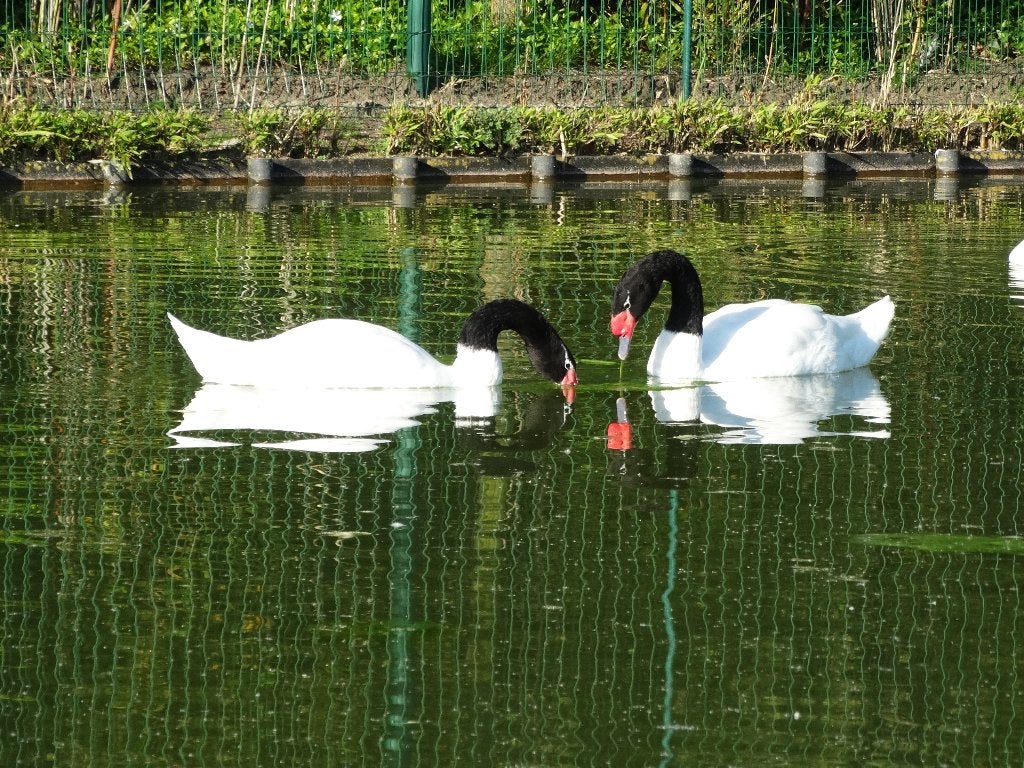 zwarthalszwanen, Dieren en Toebehoren, Meerdere dieren, Gans of Zwaan