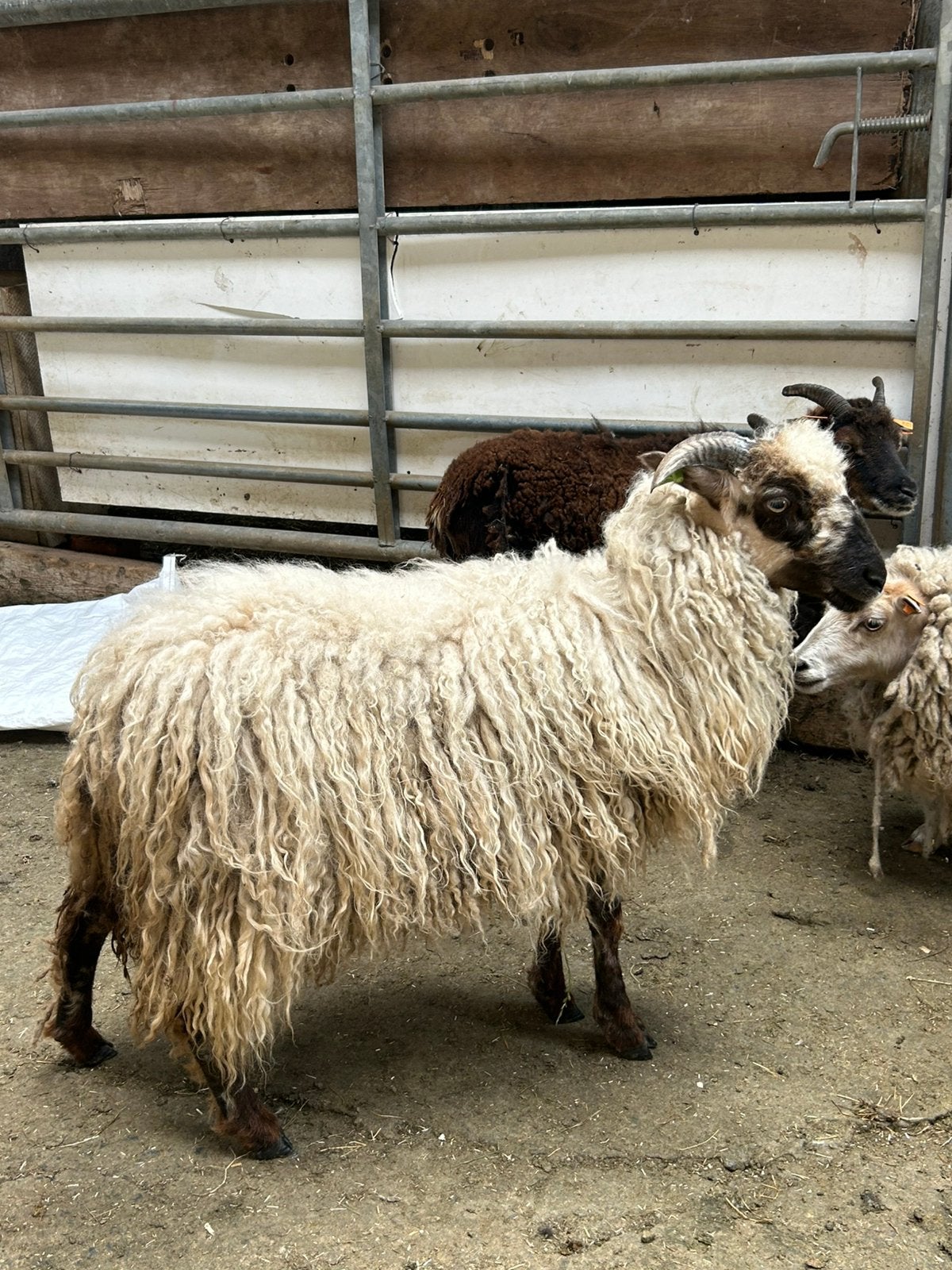 Mooie  jong ooi schaap kruising zwartneus, Dieren en Toebehoren, Vrouwelijk, Schaap