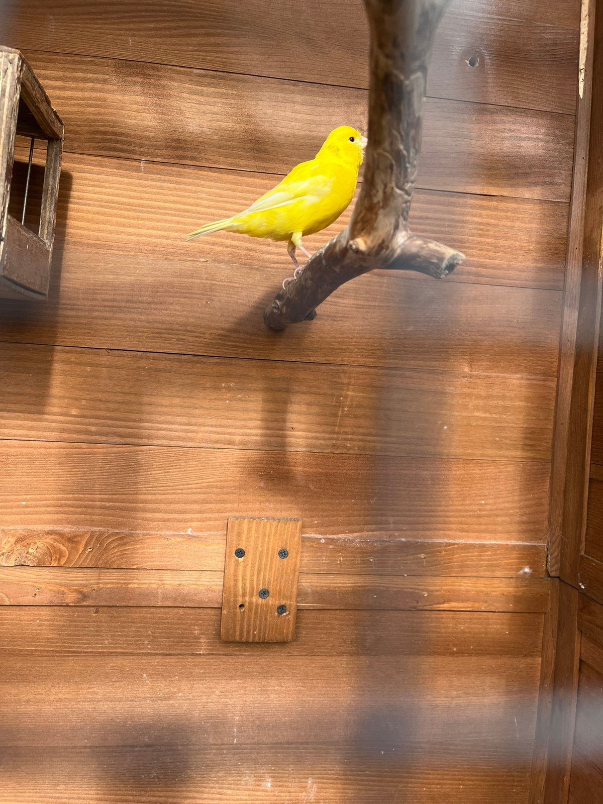 Kanarie man incl kooi, Dieren en Toebehoren, Mannelijk